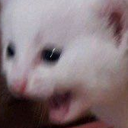 kot_3 emote