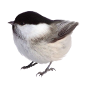 010_birdy Emote