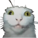 crazykitty emote
