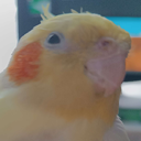 popyg emote