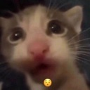 Yew emote