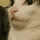 ch_shh Emote