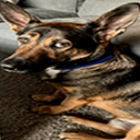 crickidog Emote