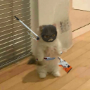 csgocat emote
