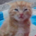 109667kittyconfused emote