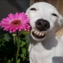 d_flower2 emote