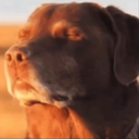 Nervousdog Emote