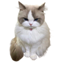 cutecattongue emote