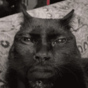 mog emote