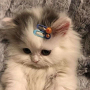 Cr_cute2 emote