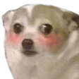 d_1shydog emote