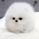 CUTE emote