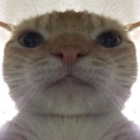 catstare Emote