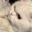 z_ajzm emote