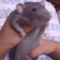 V_RatDance emote