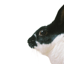BugsLoveYaa emote