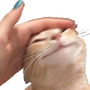 FW_catpat emote