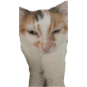 brenda emote