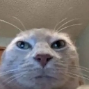 cat_looking Emote