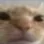 uwu emote