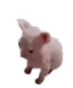 gatobaile emote