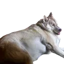 FatterHusky Emote