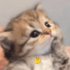 fullsize4 emote