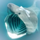 cutebaskingshark Emote