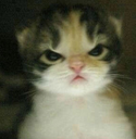 GRRR emote