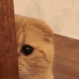 sneakycat emote