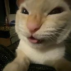 Catto emote