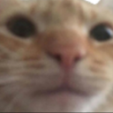 Meow Emote
