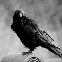 crow_understand Emote