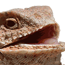 hehehelizard emote