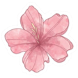 flower Emote