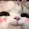 pussy_bc Emote