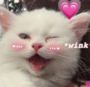Cat_Wink emote