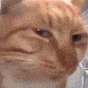 CatStare Emote