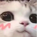 catuwu emote