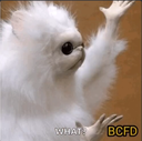itswhynotwhat emote