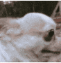 dogayo emote