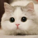cat_lool emote