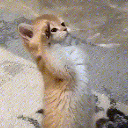 phosuo7 Emote