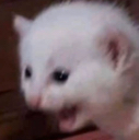 lyf_cat_aaa emote