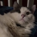 kitty emote