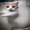 billi_ki_dance emote
