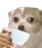 chihuasip emote
