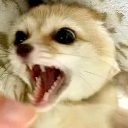 Mangay emote