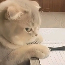 AngyKitty Emote