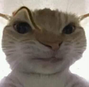 catthink Emote